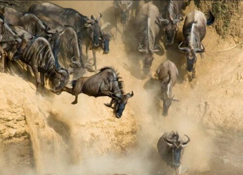 Best Time to Visit Kenya for Safaris and Holidays